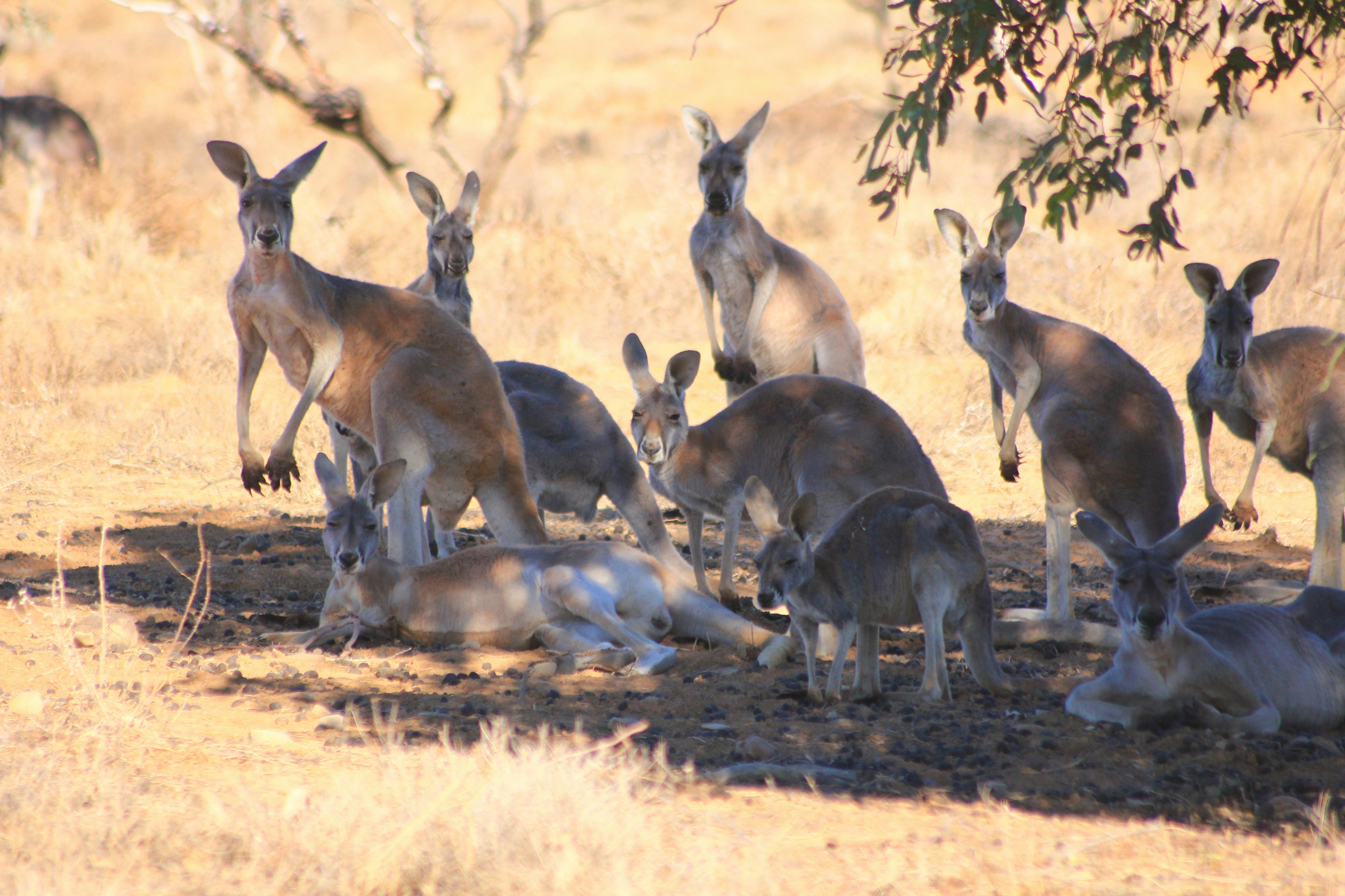 Big Red Kangaroos Darling River Run Sydney to Broken Hill Outback NSW 5 day