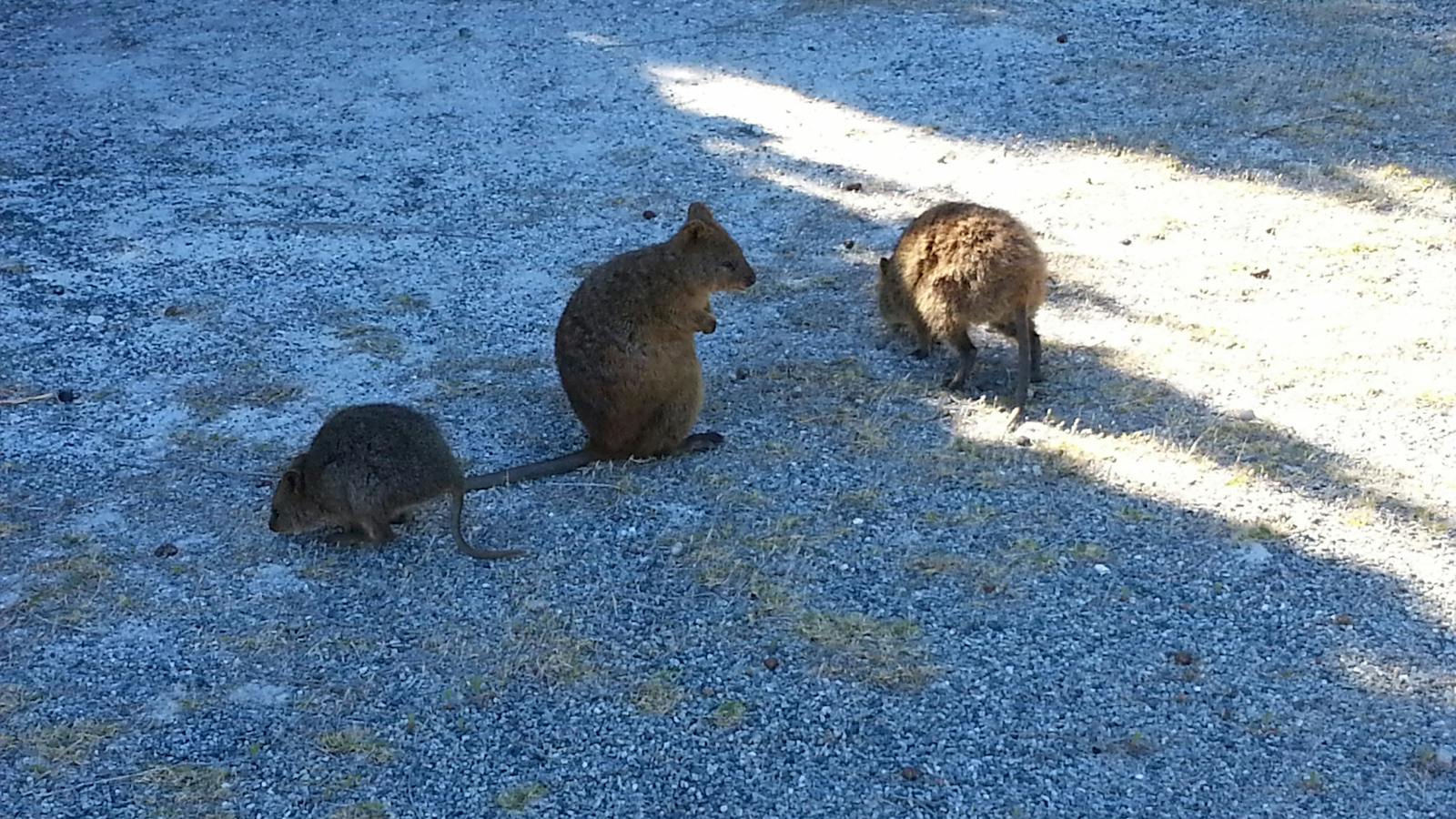 Rottnest Island