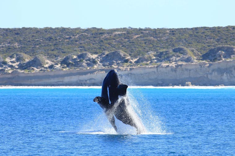3 Day Whale Watching Tour - Whale Watching in the Great Australian Bight