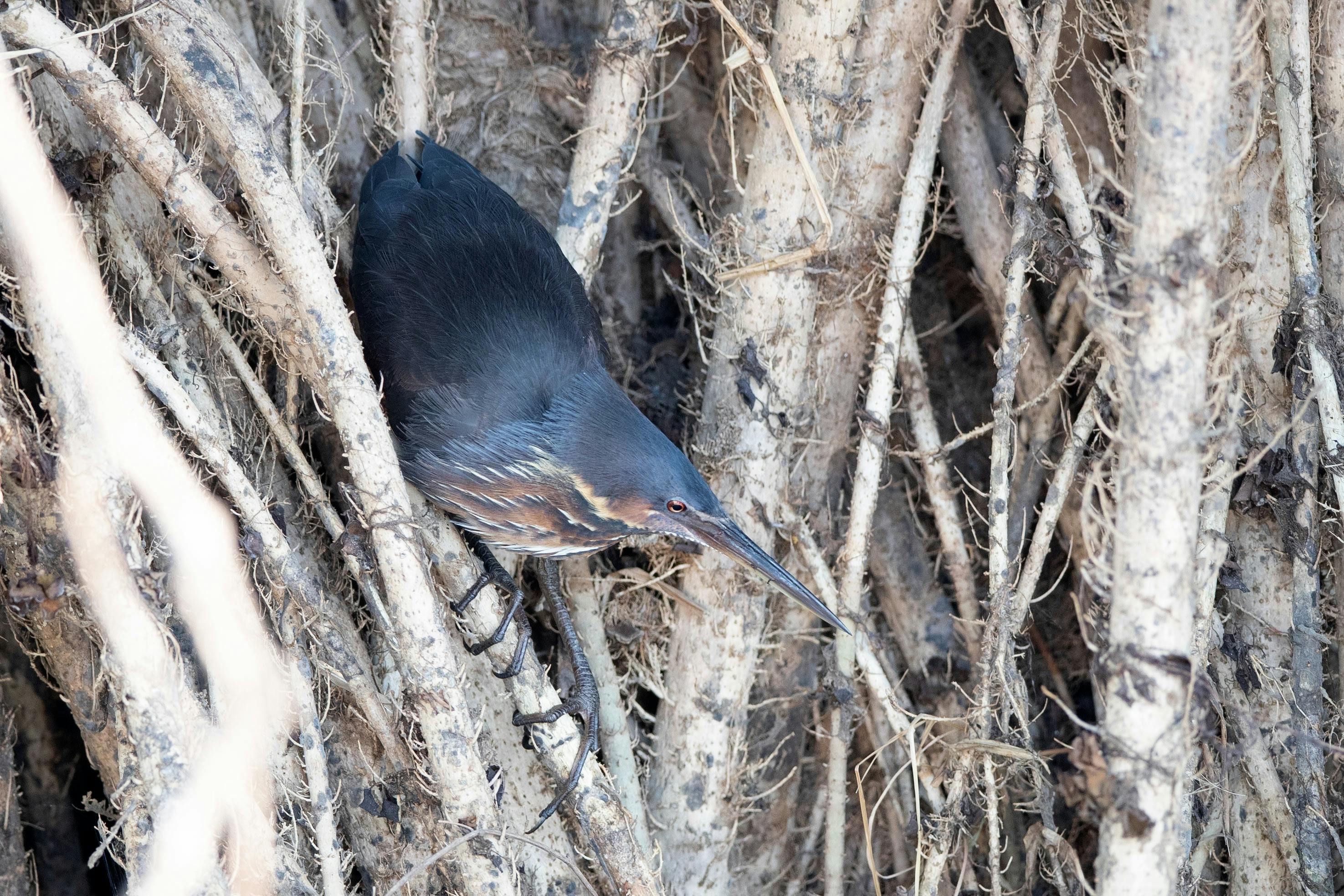 Find Black Bittern in Northern Territory with Luke Paterson