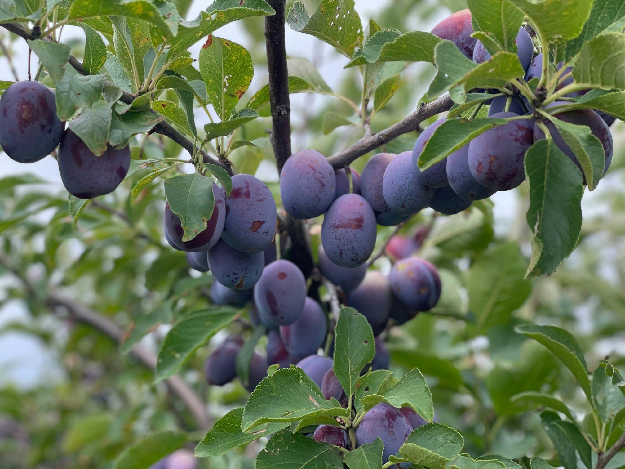 Plums on the tree