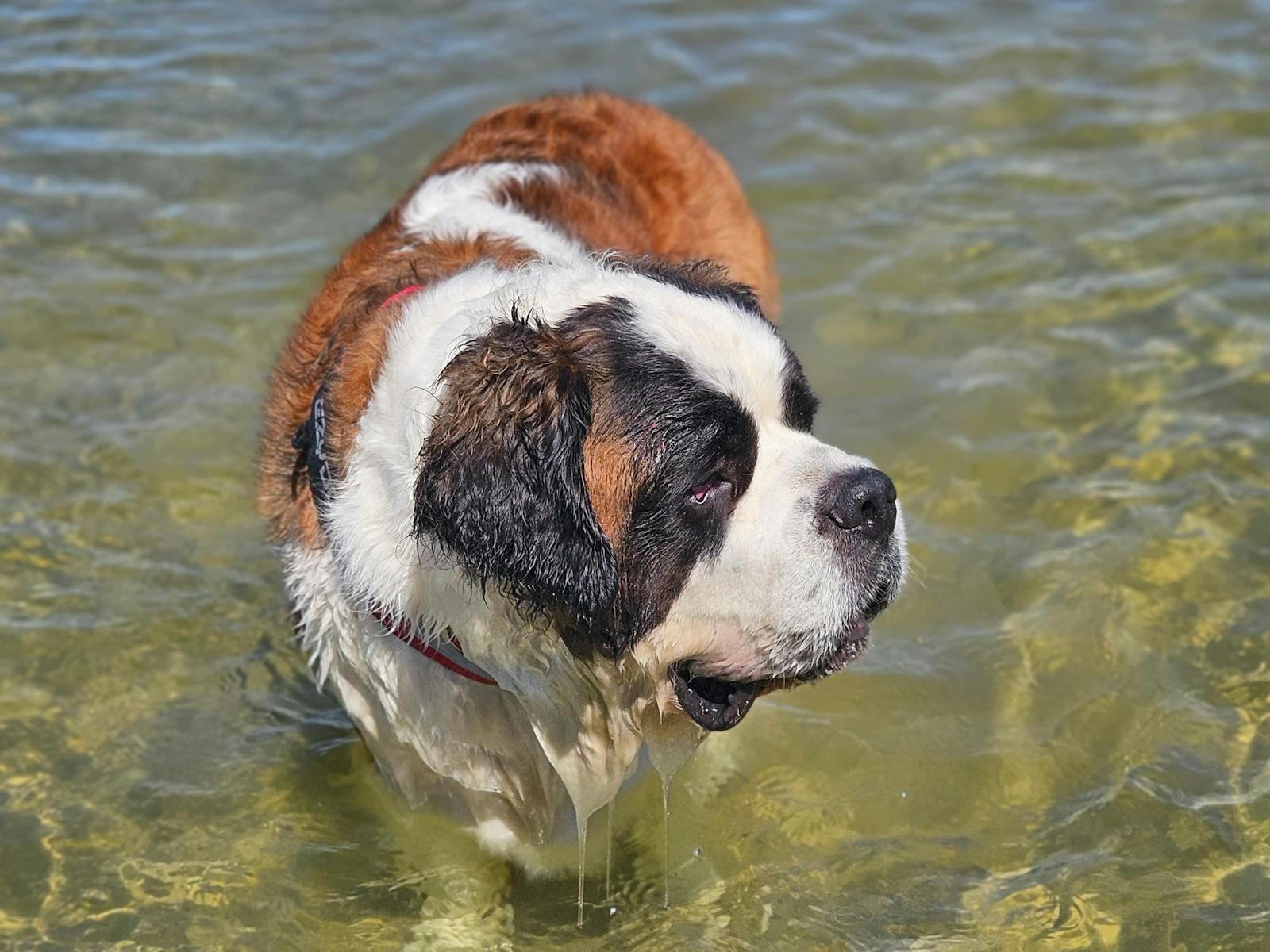 Photo of Gus