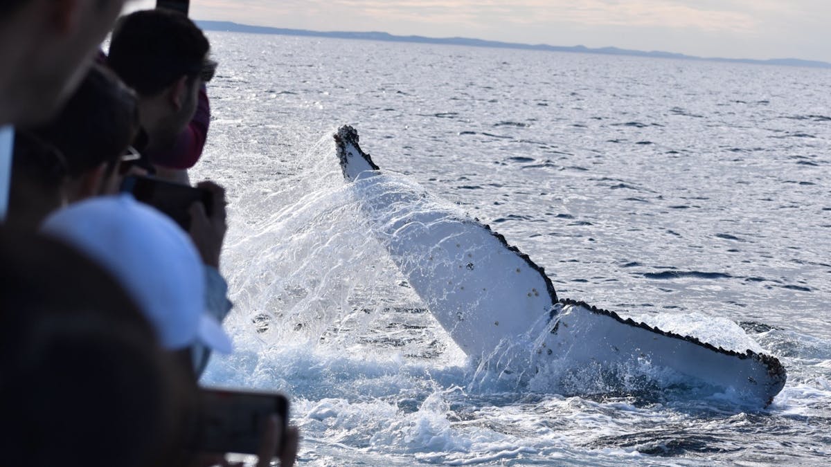 Whale Watch Queensland