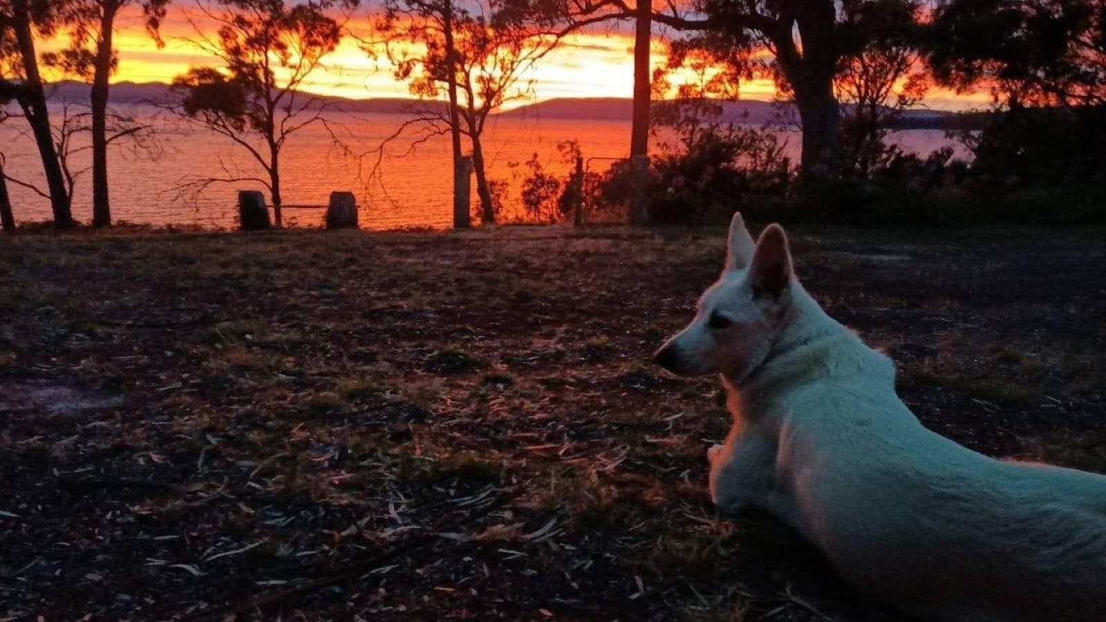 Dog in sunrise