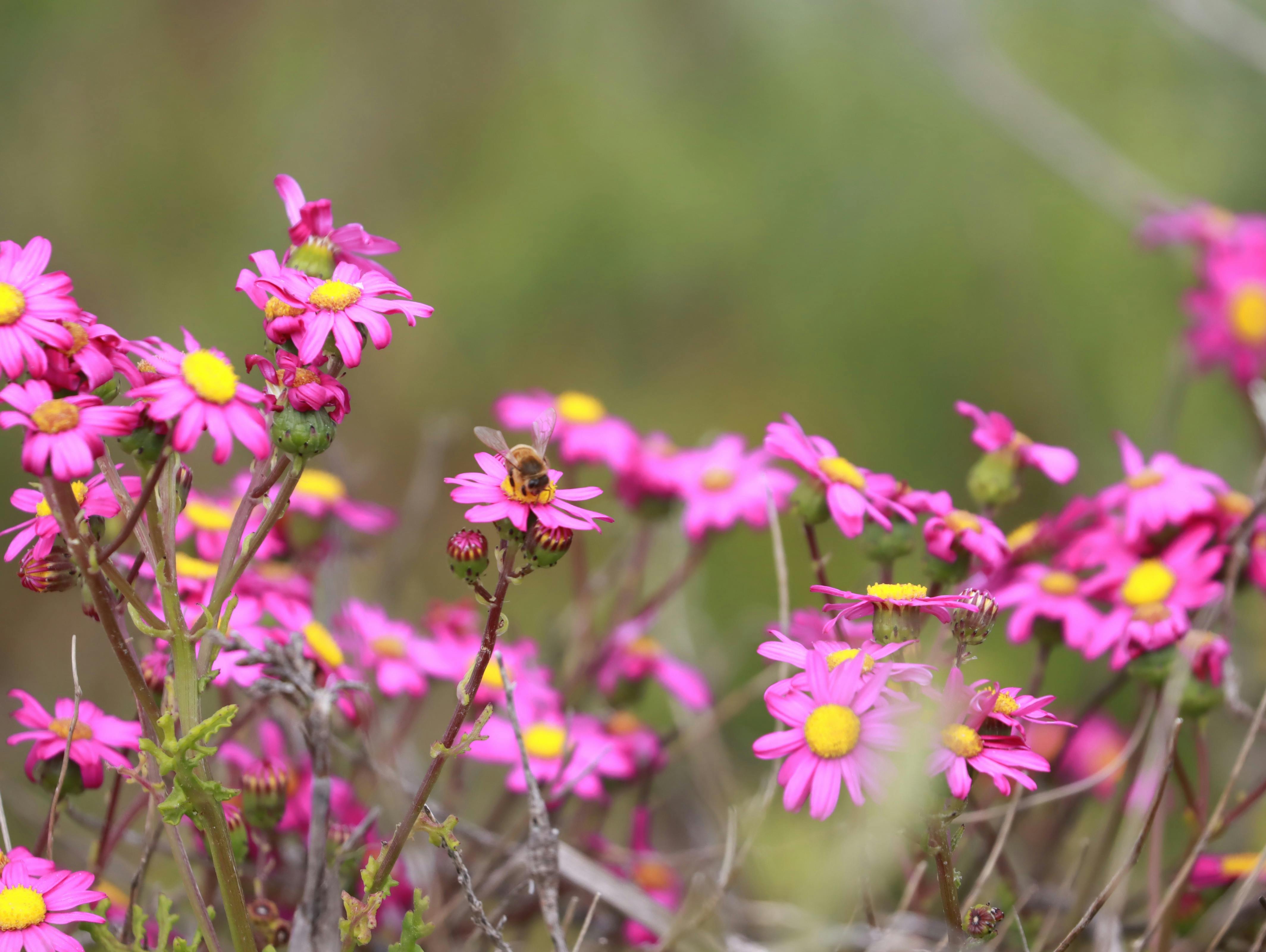 Wildflowers at Hamelin Bay