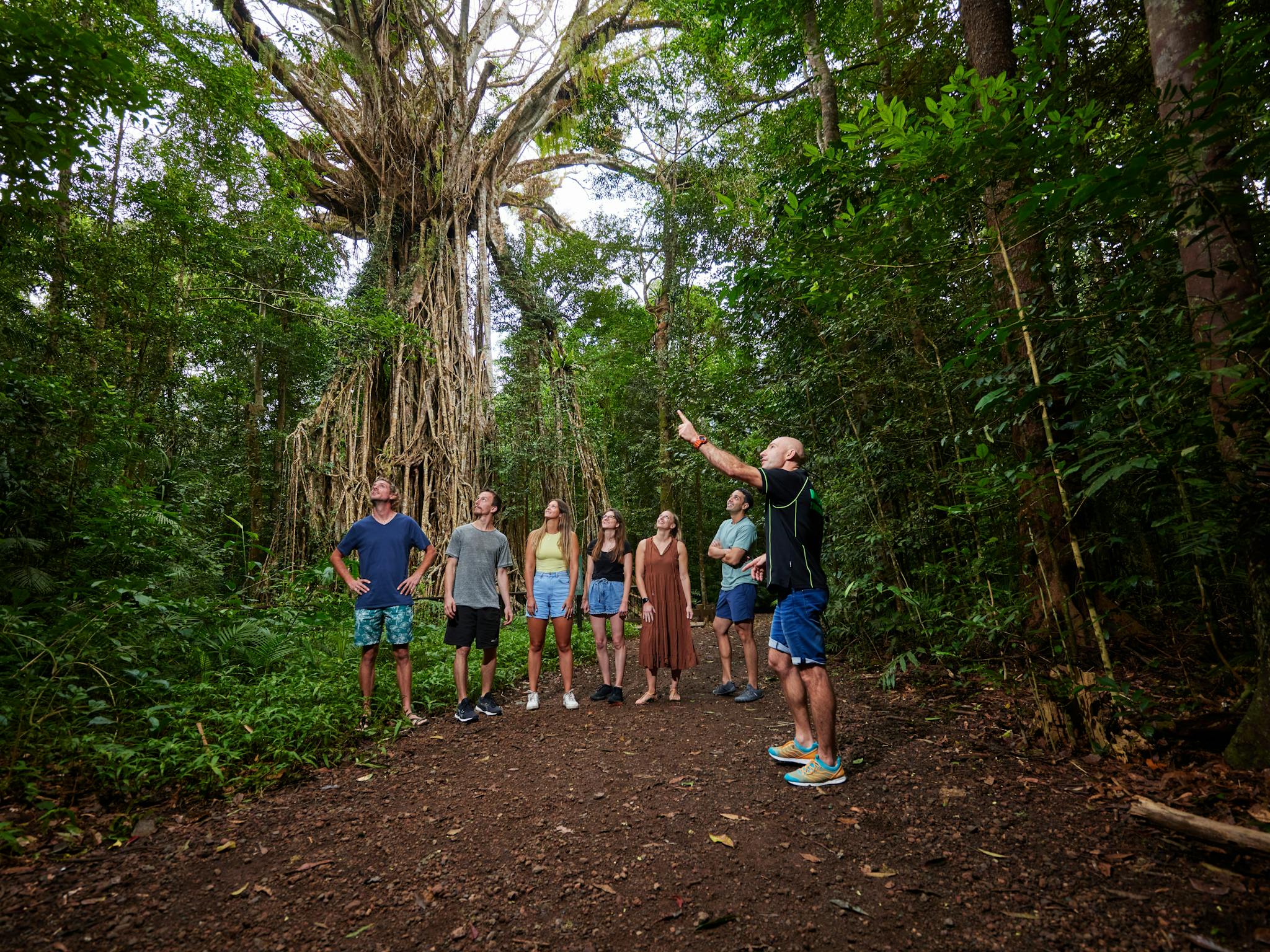 Cathedral Fig Tree, Atherton Tablelands with Barefoot Tours Cathedral Fig Tree, Atherton Tablelands with Barefoot Tours