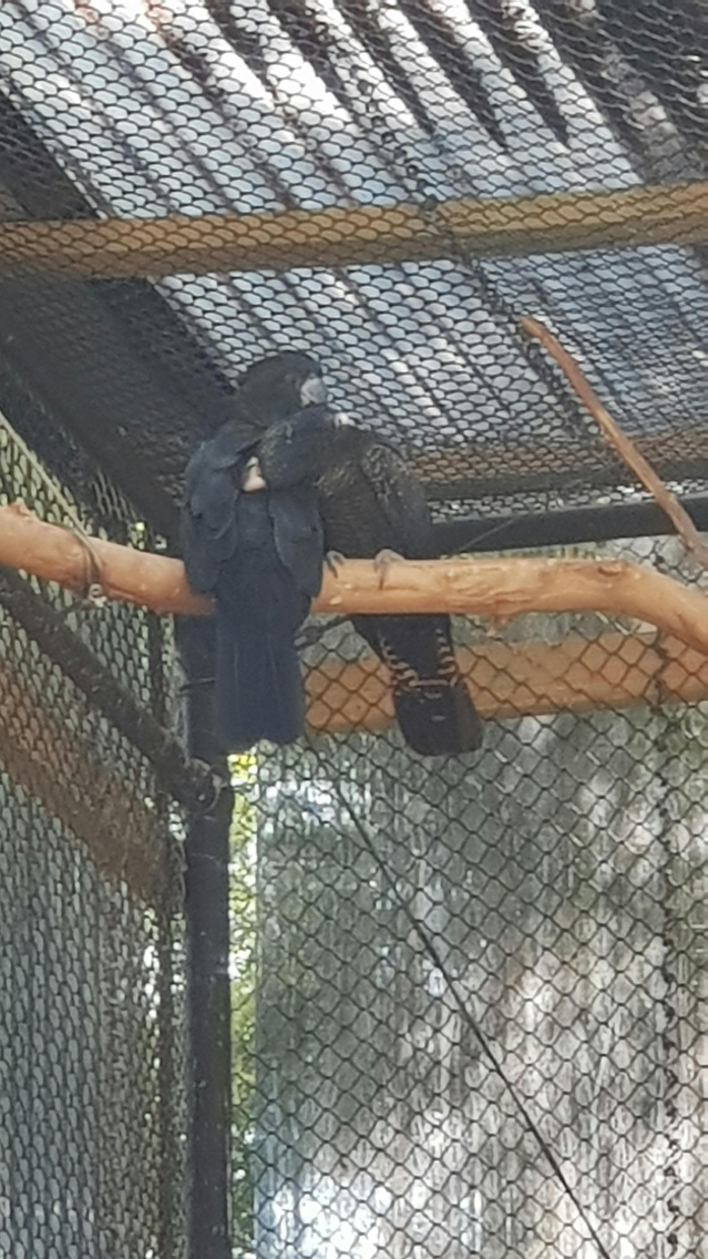 Black parrot