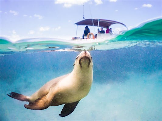 Baird Bay Experience - Baird Bay, Tour | South Australia