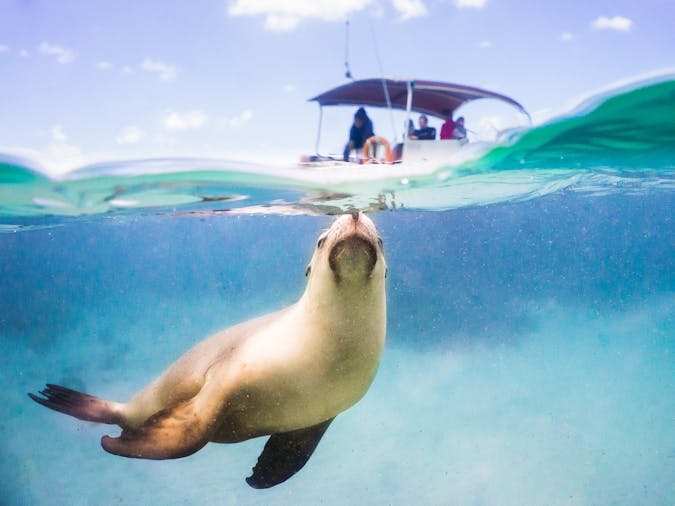 Baird Bay Ocean Eco Experience