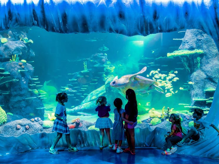 Sydney aquarium - Unser Vergleichssieger 