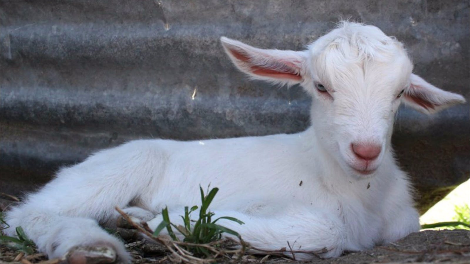 Jannei Goat Dairy