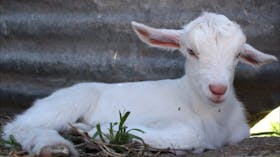 Jannei Goat Dairy