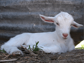 Jannei Goat Dairy