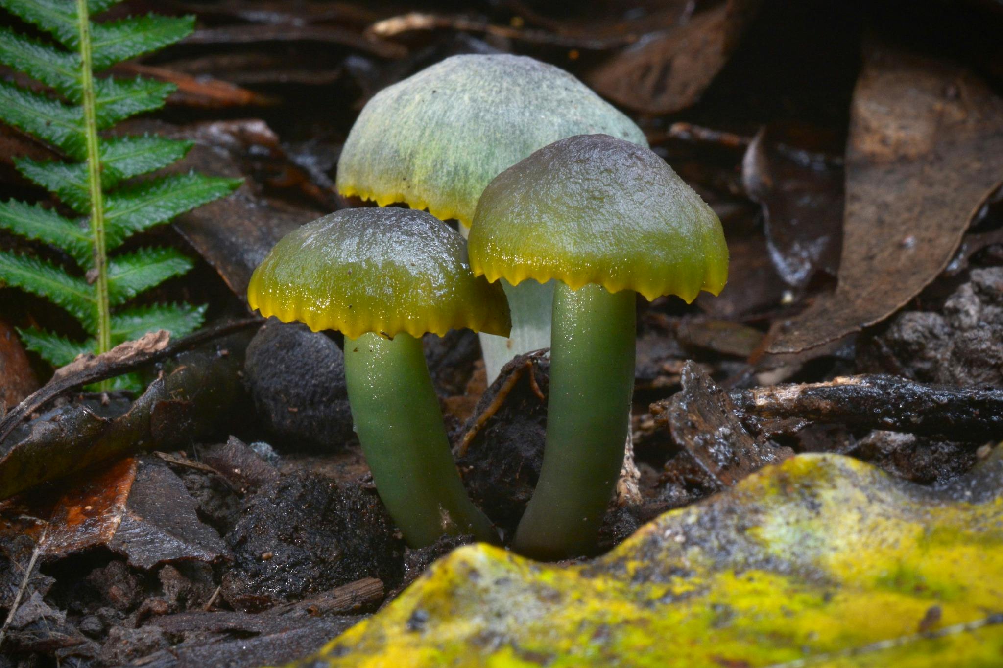 Green fungi in forest at Bermagui