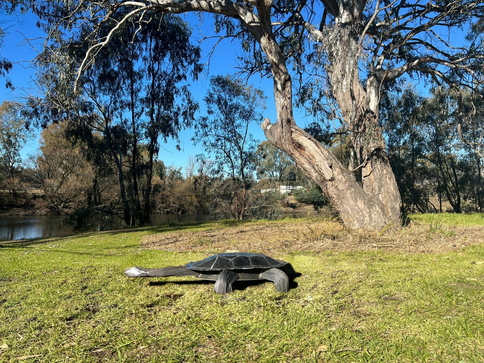 The long neck turtle: Resilient traveller by Jesse Cooper
