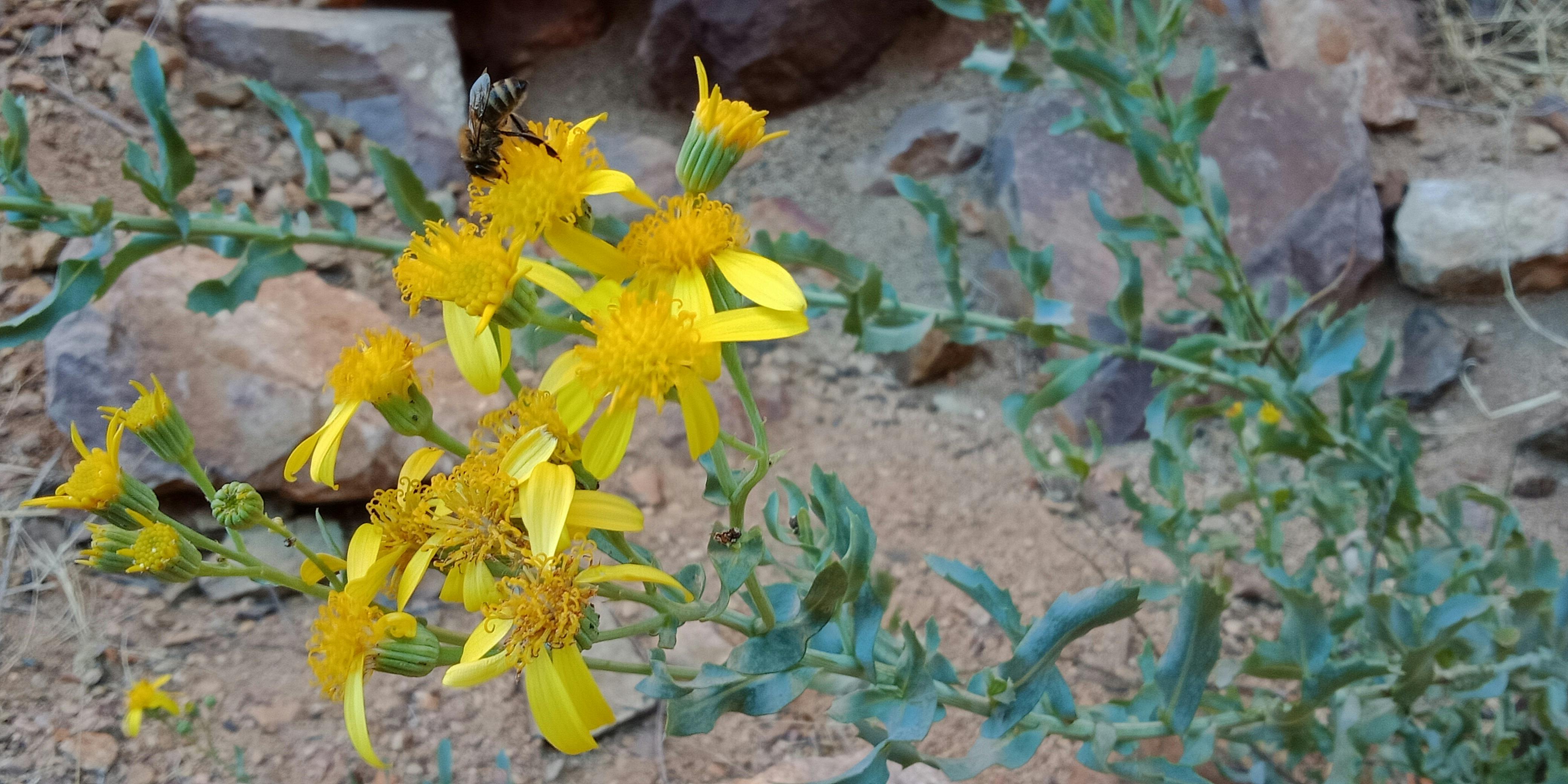 Wild Honey Bee
