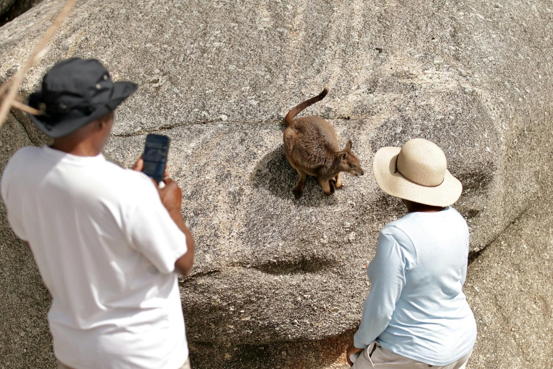 Guests of our private safari enjoying meeting the friendly Rock Wallabies of Granite Gorge