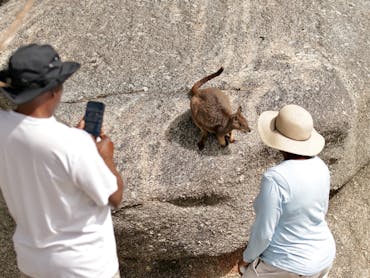 Guests of our private safari enjoying meeting the friendly Rock Wallabies of Granite Gorge Guests of our private safari enjoying meeting the friendly Rock Wallabies of Granite Gorge