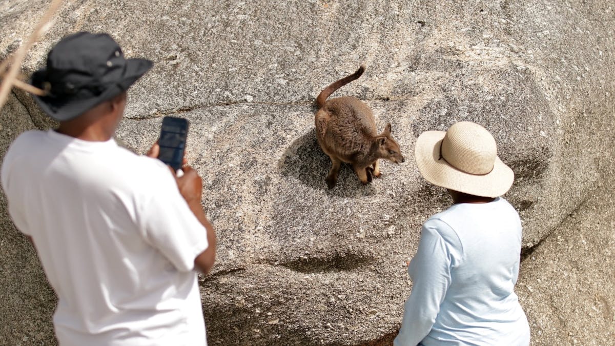Guests of our private safari enjoying meeting the friendly Rock Wallabies of Granite Gorge