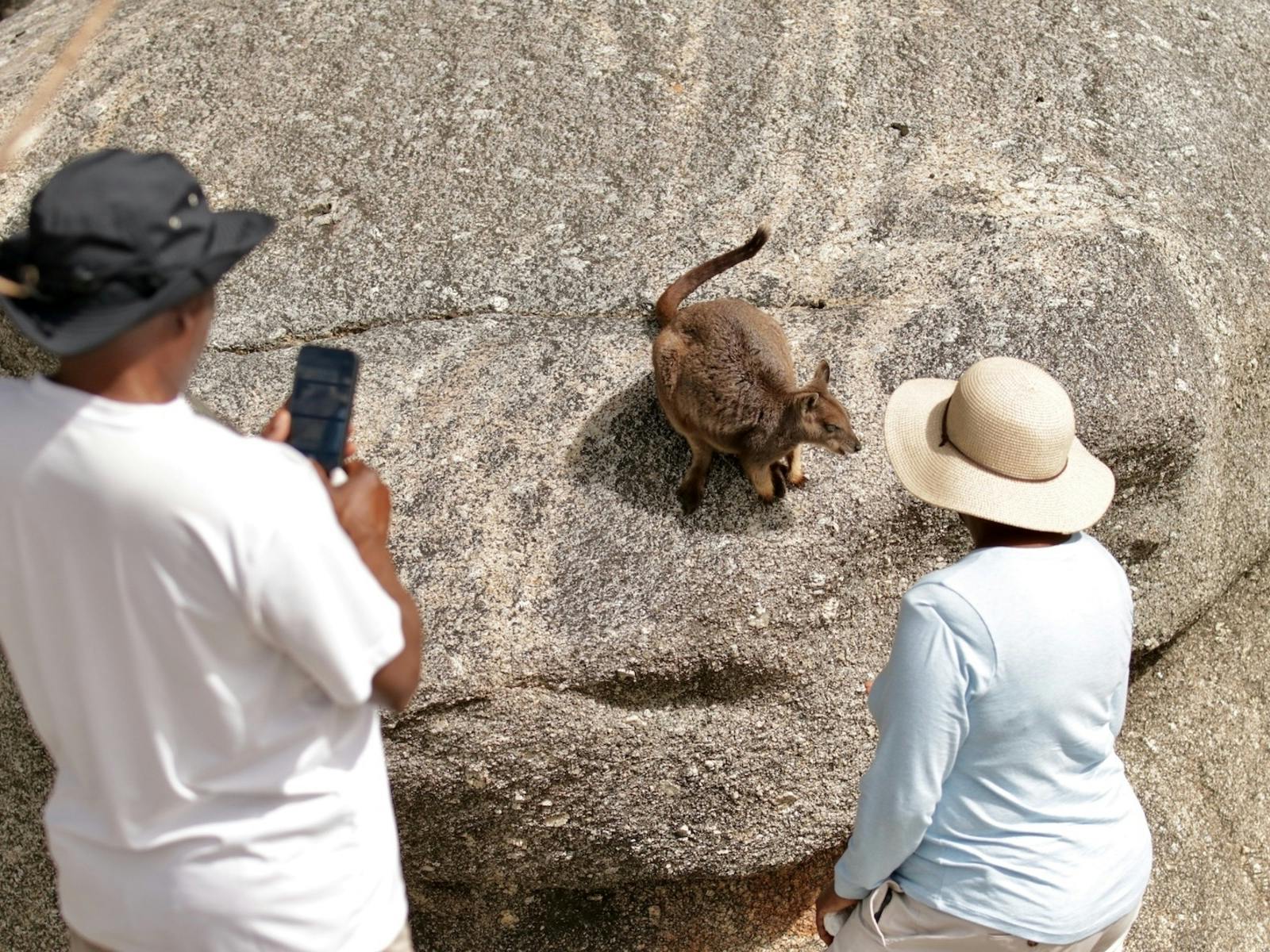 Guests of our private safari enjoying meeting the friendly Rock Wallabies of Granite Gorge Guests of our private safari enjoying meeting the friendly Rock Wallabies of Granite Gorge