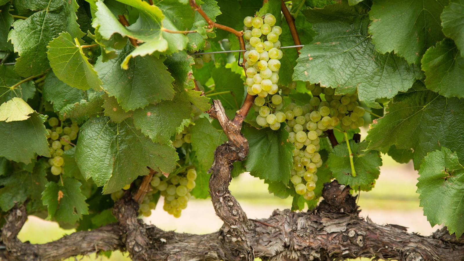 Grapes, Golden Grove Estate