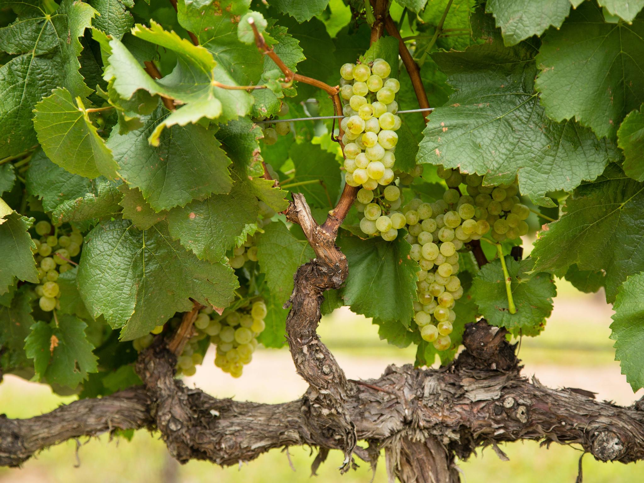 Grapes, Golden Grove Estate Grapes, Golden Grove Estate