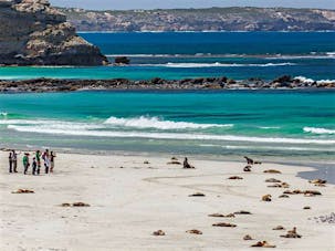 Seal Bay - Seal Bay, Attraction | South Australia