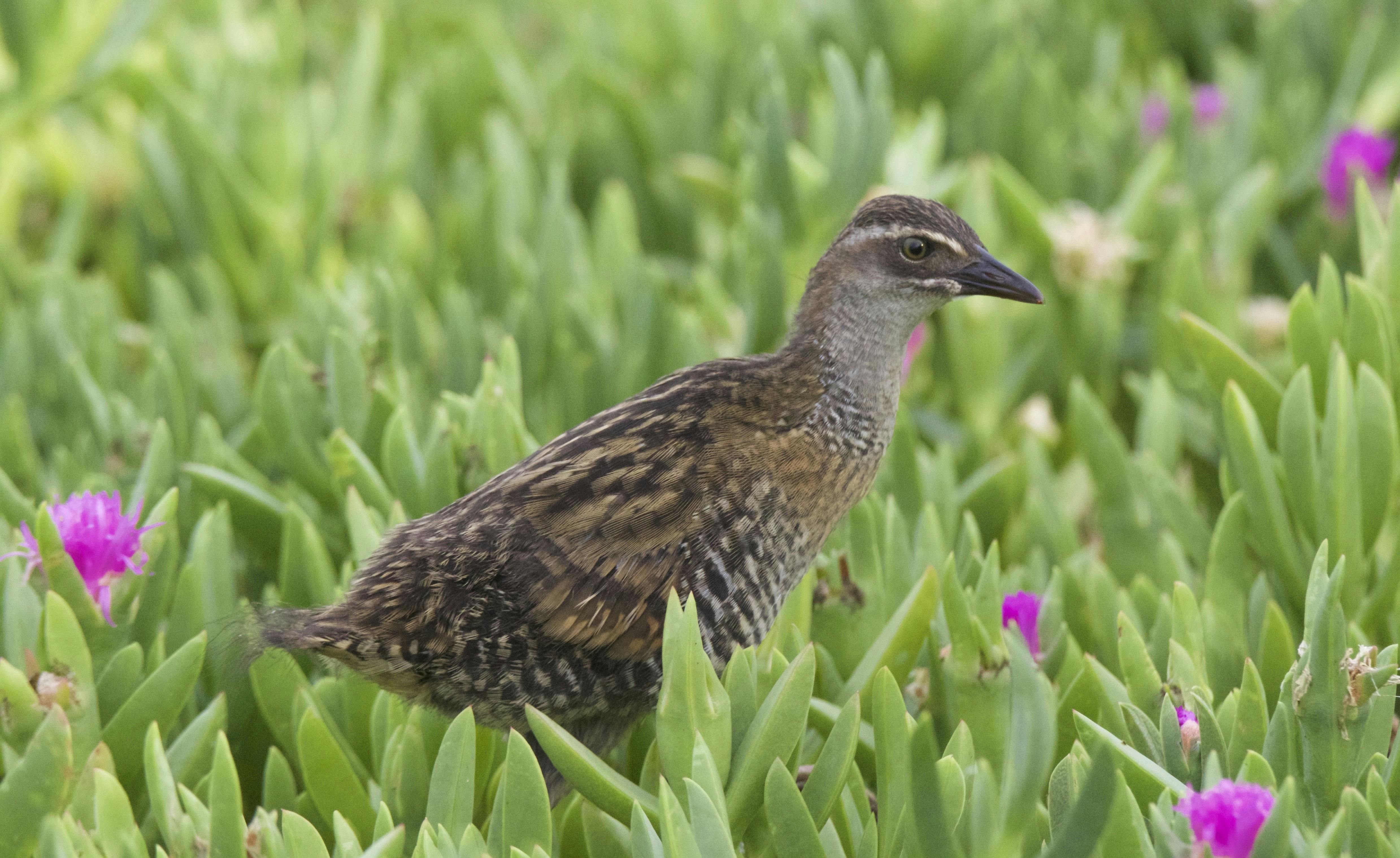 Buff-banded Rail
