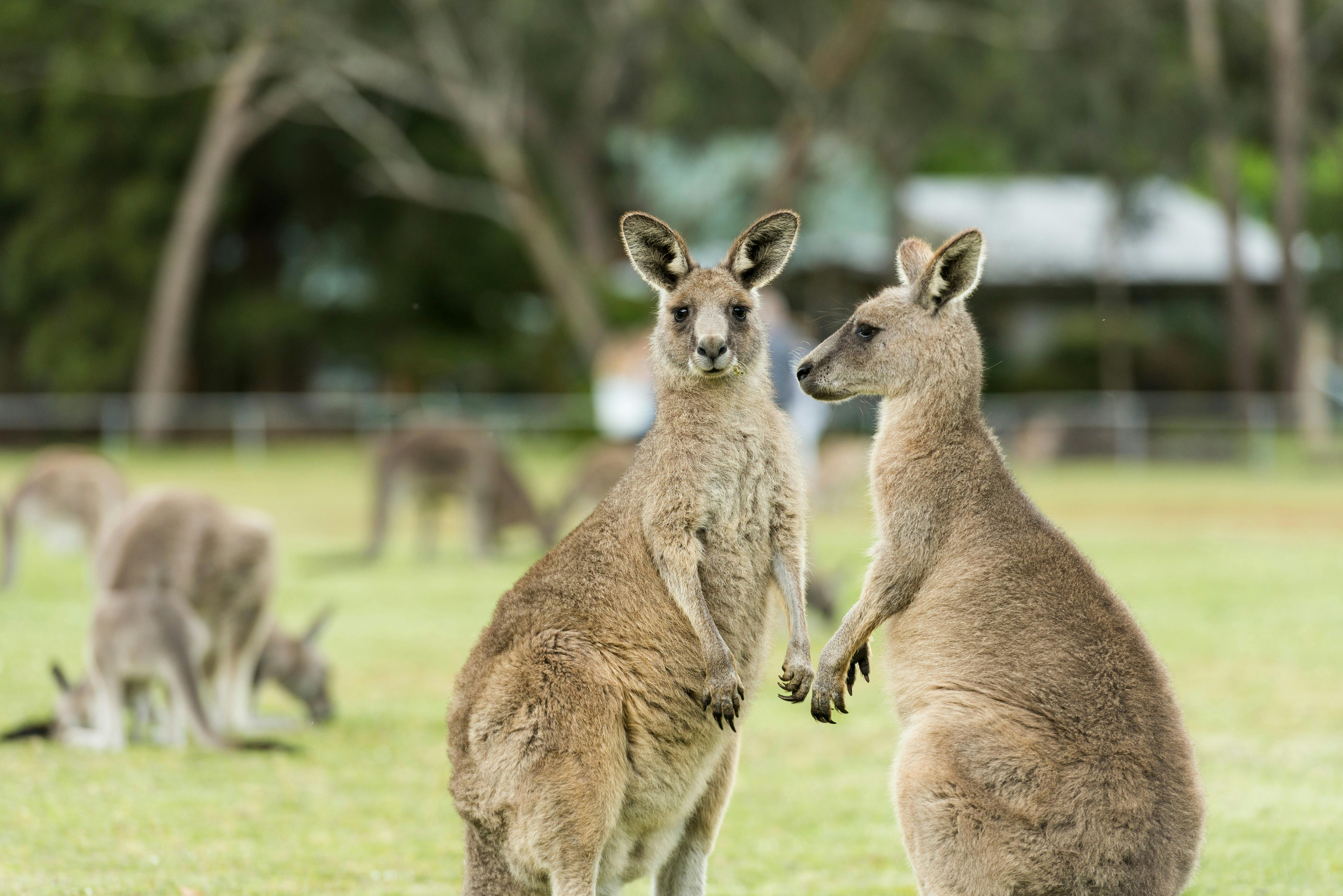 Kangaroos, Halls Gap, Robert Blackbrun vv143580-56
