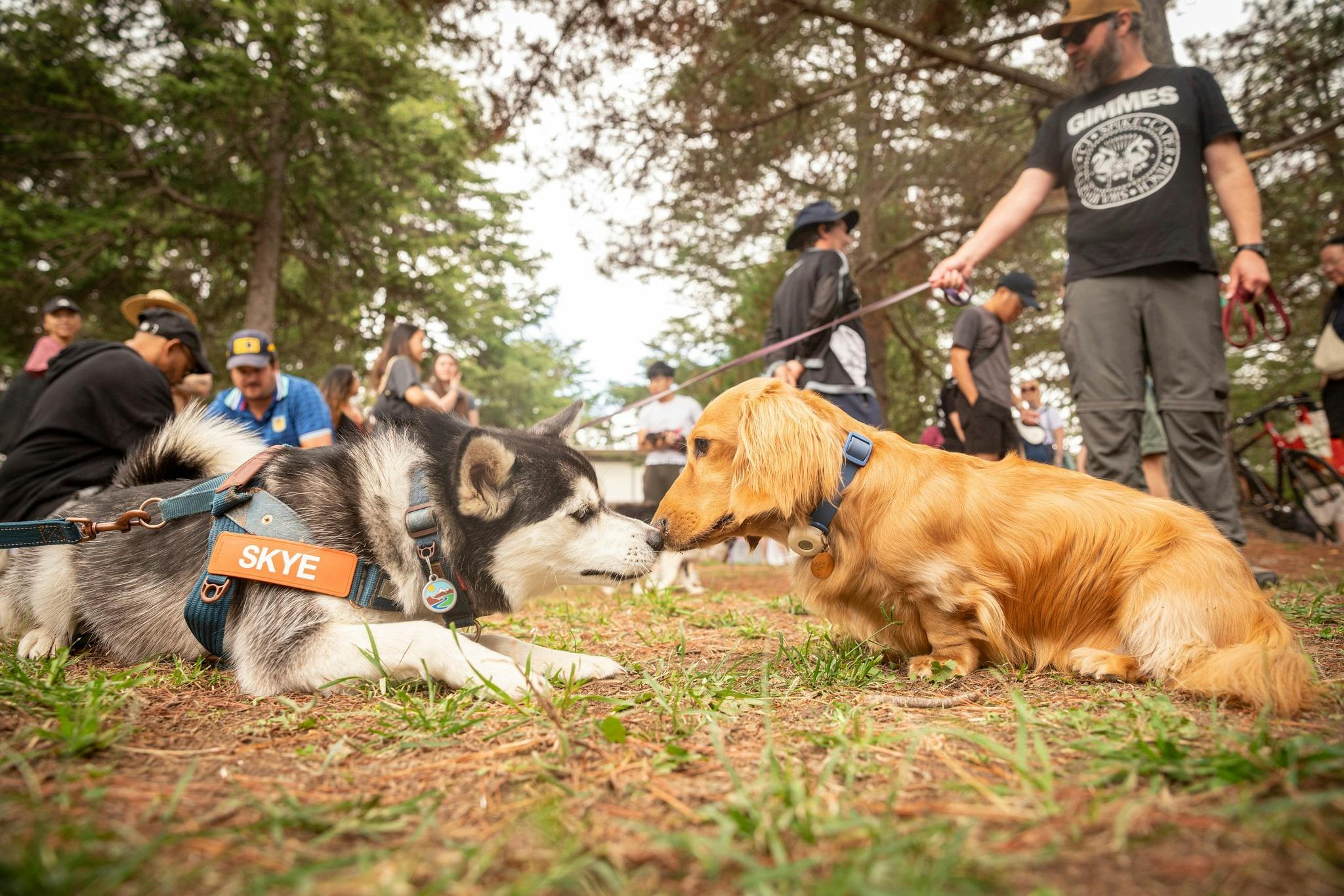 Paws Party Canberra