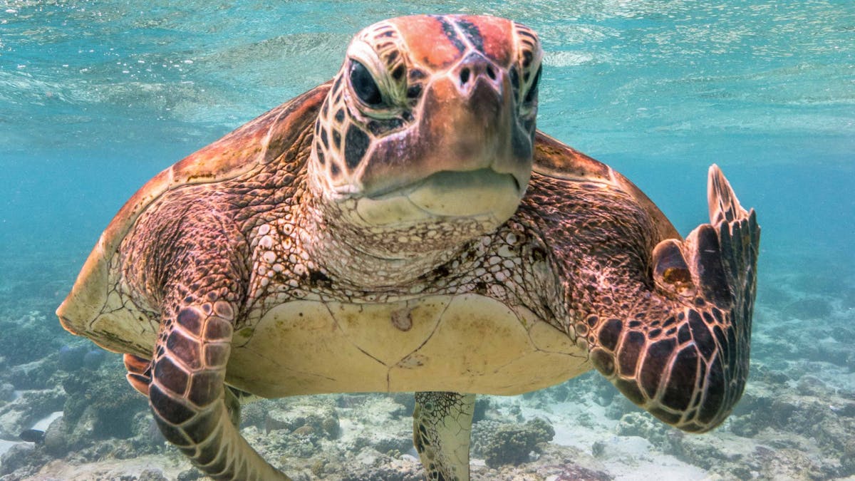 Terry the Turtle flipping the bird