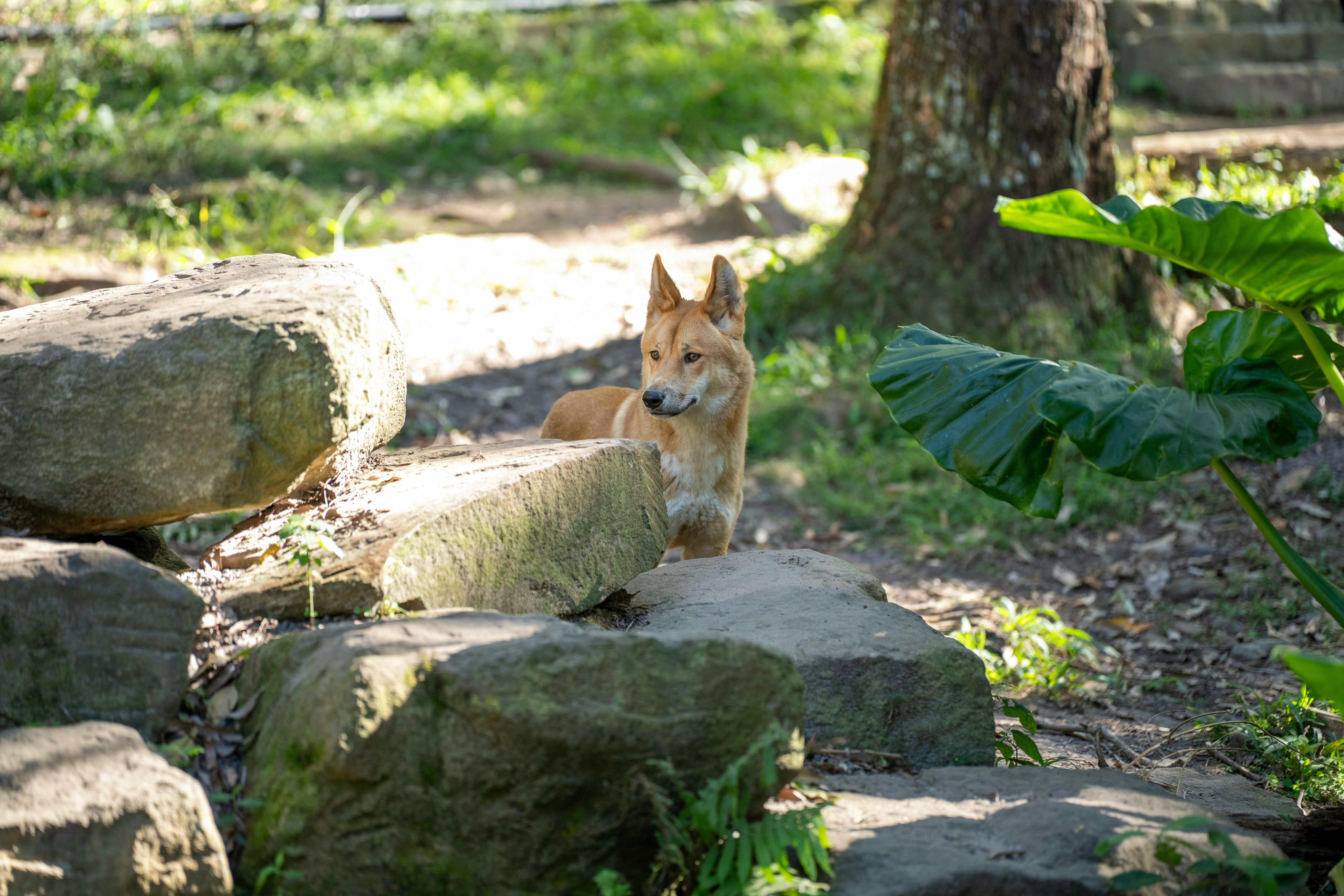 Be dingo-safe!