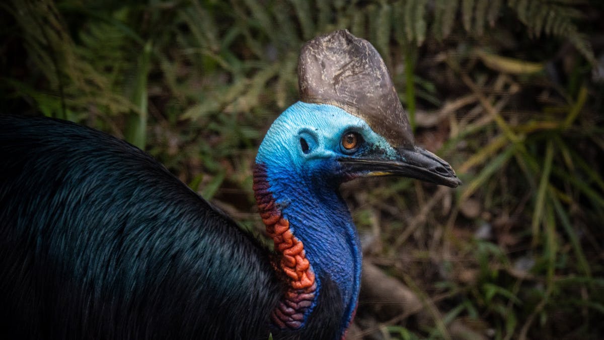 Southern Cassowary