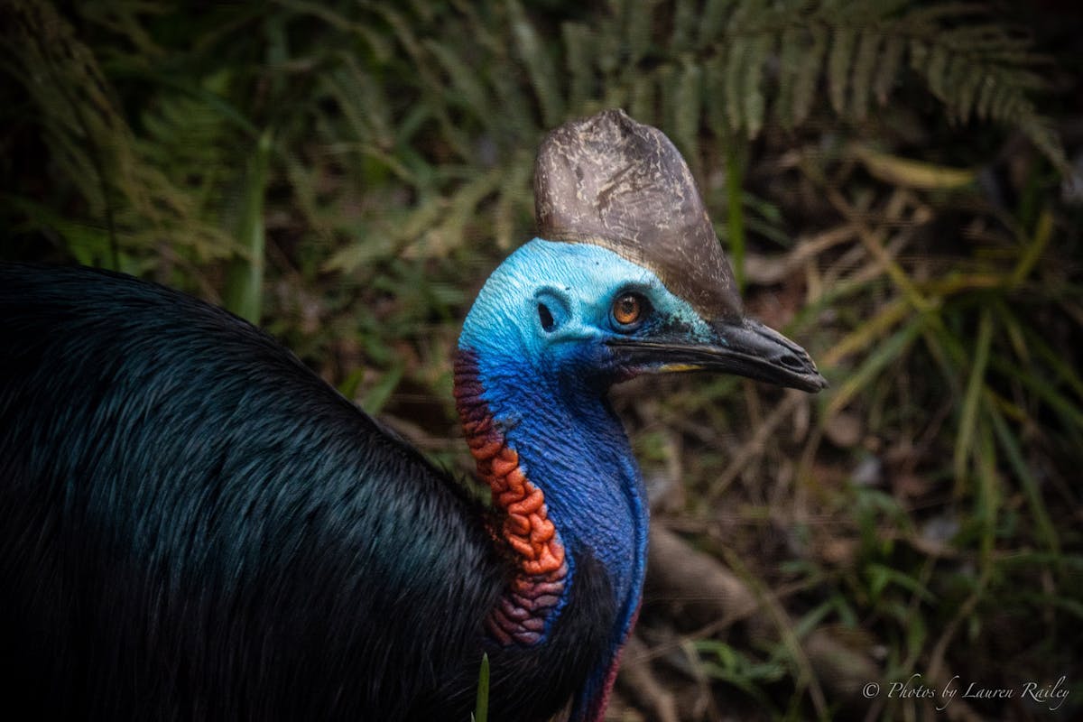 Southern Cassowary