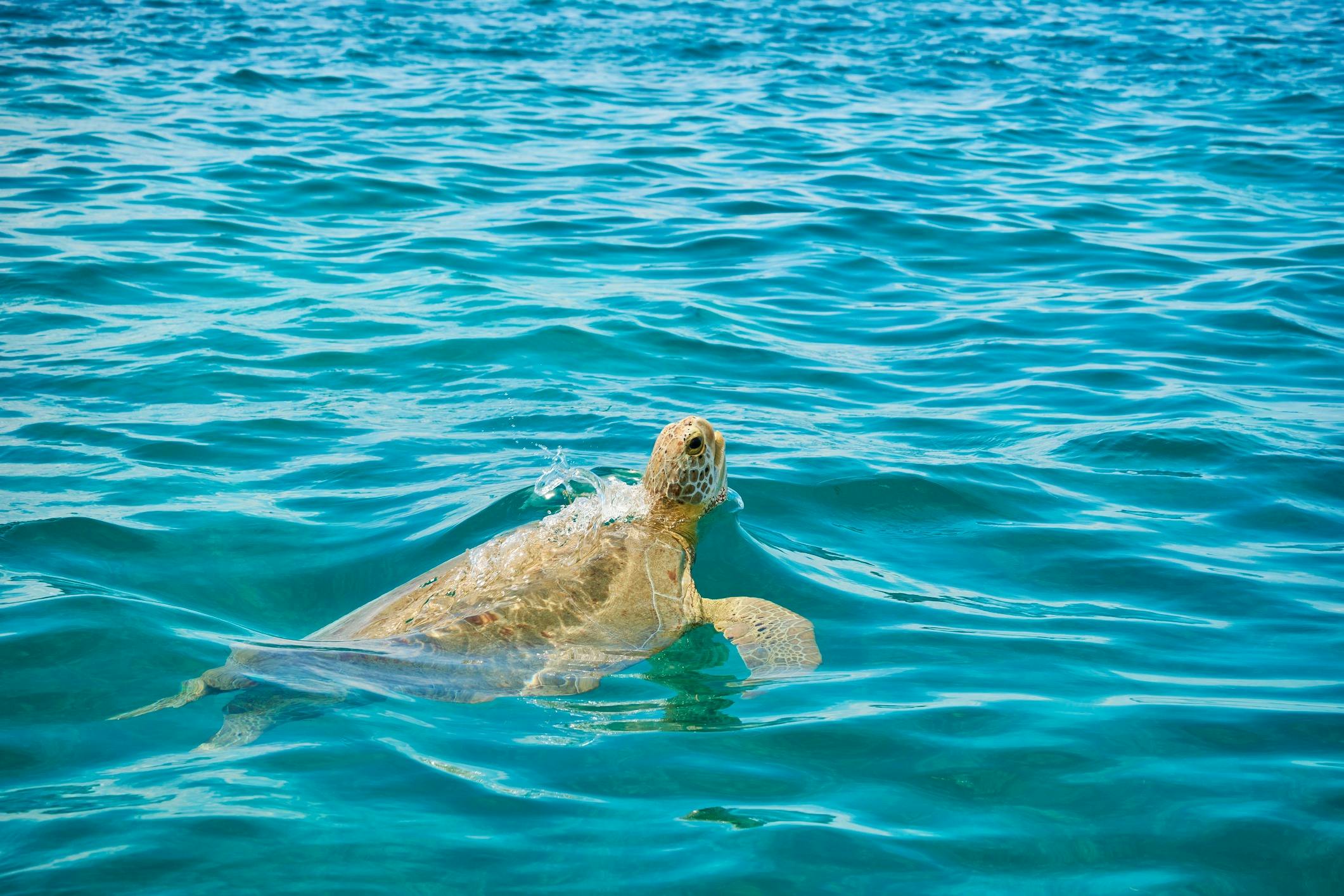Mooloolaba Turtle Adventure