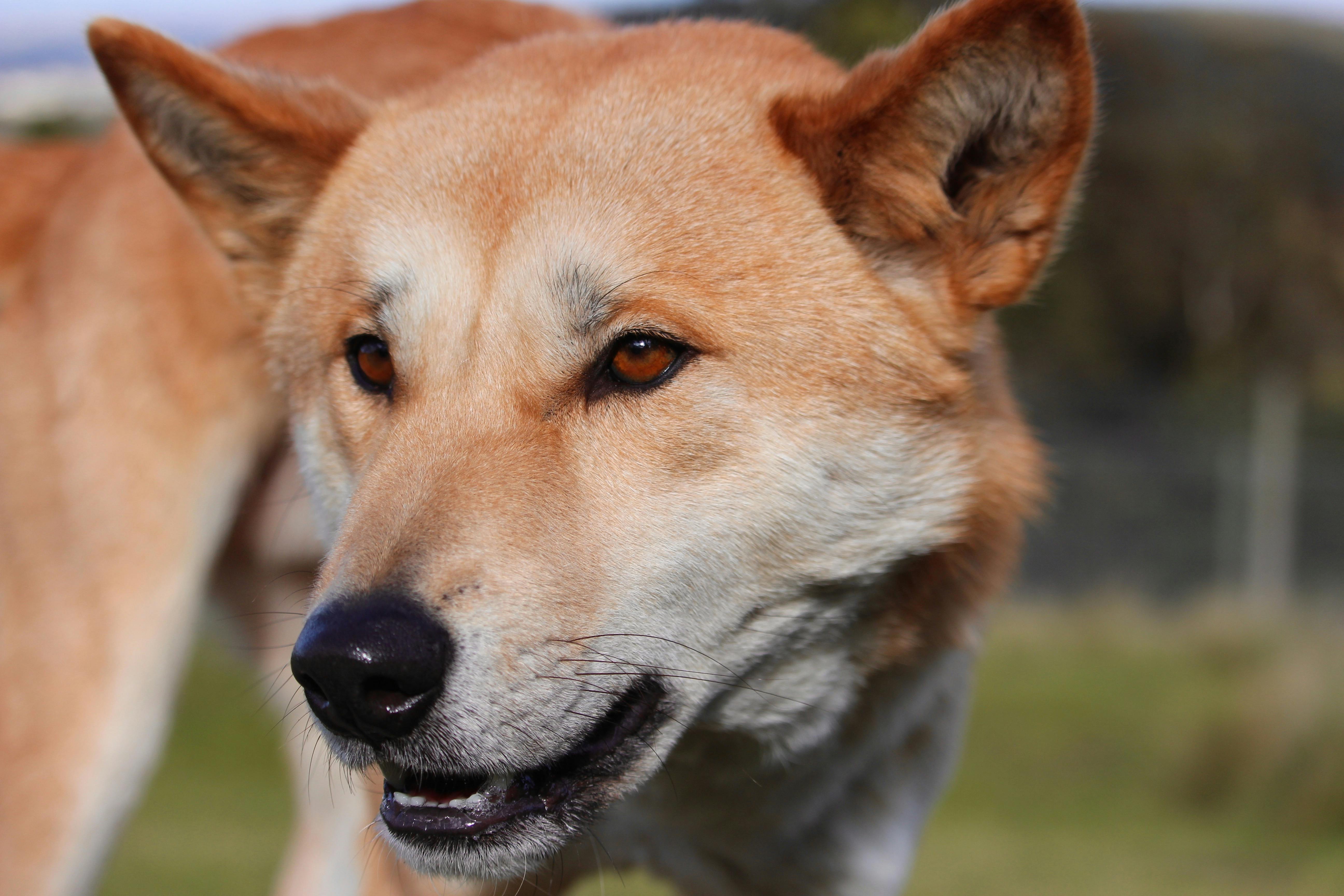 Dingo Discovery Sanctuary and Research Centre