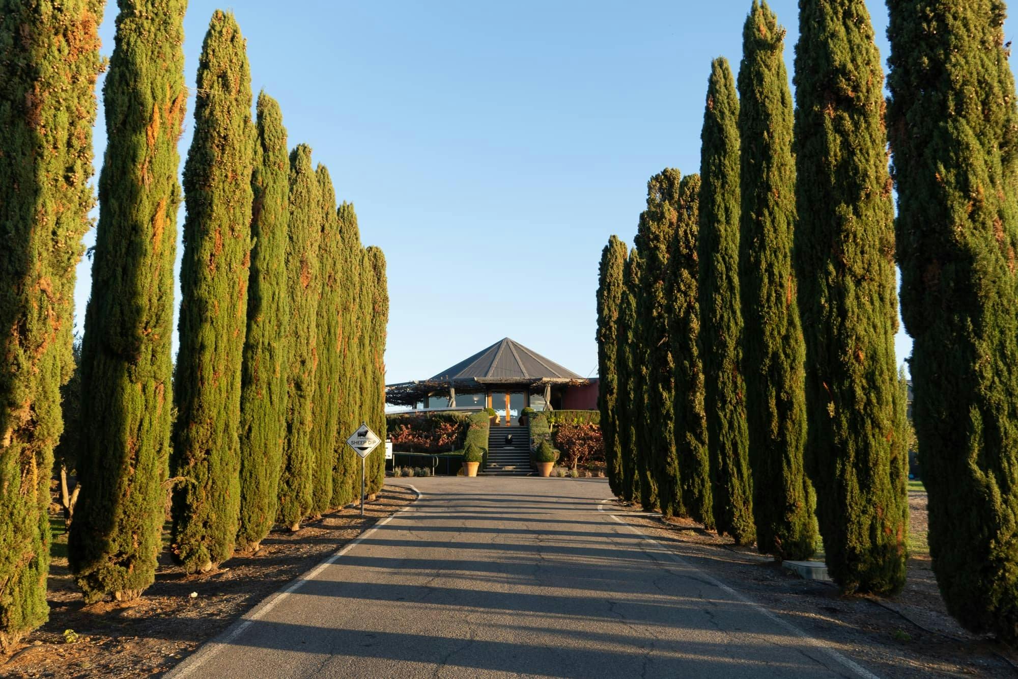 driveway of pines up to cellar door