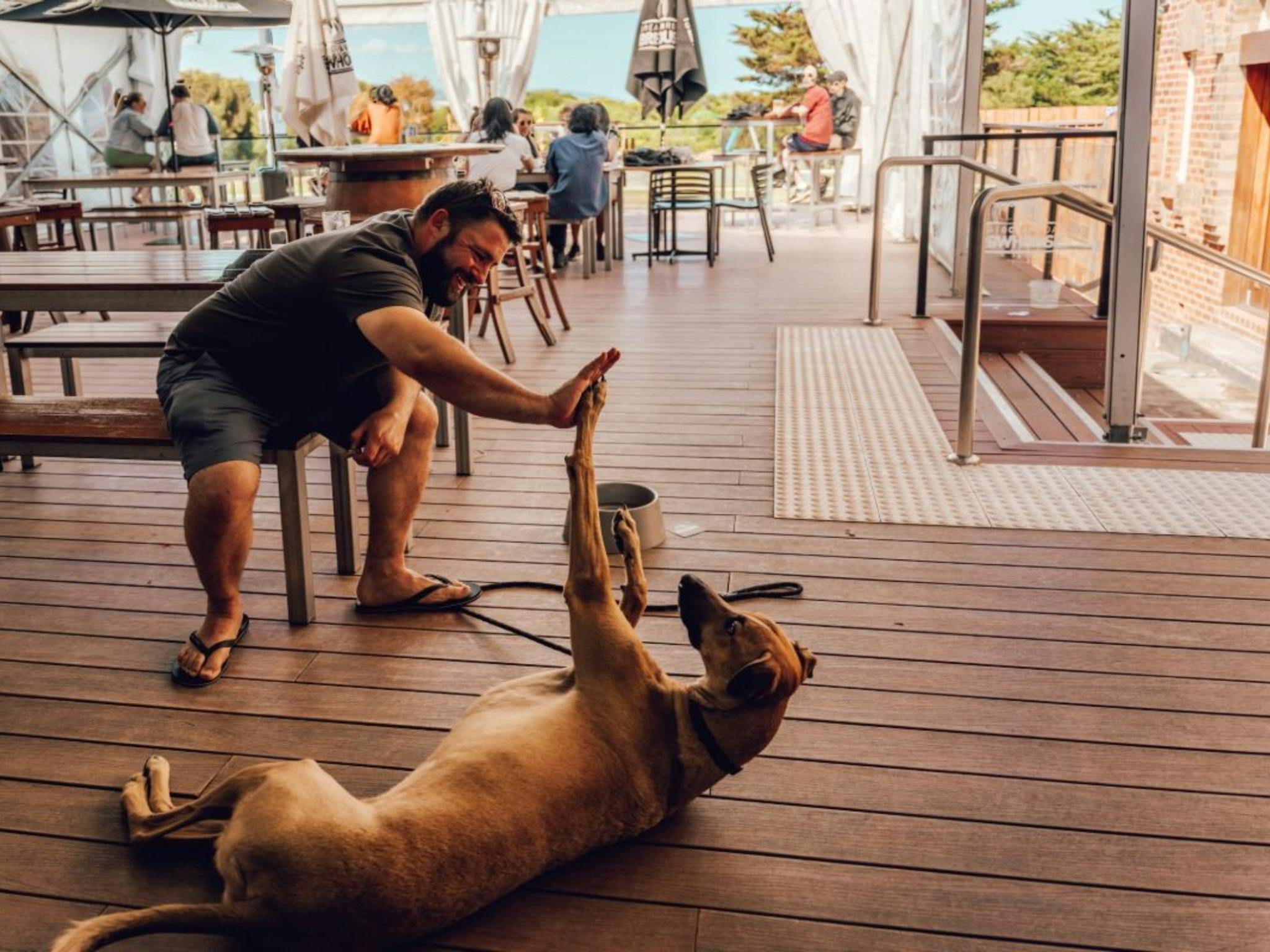 dog friendly