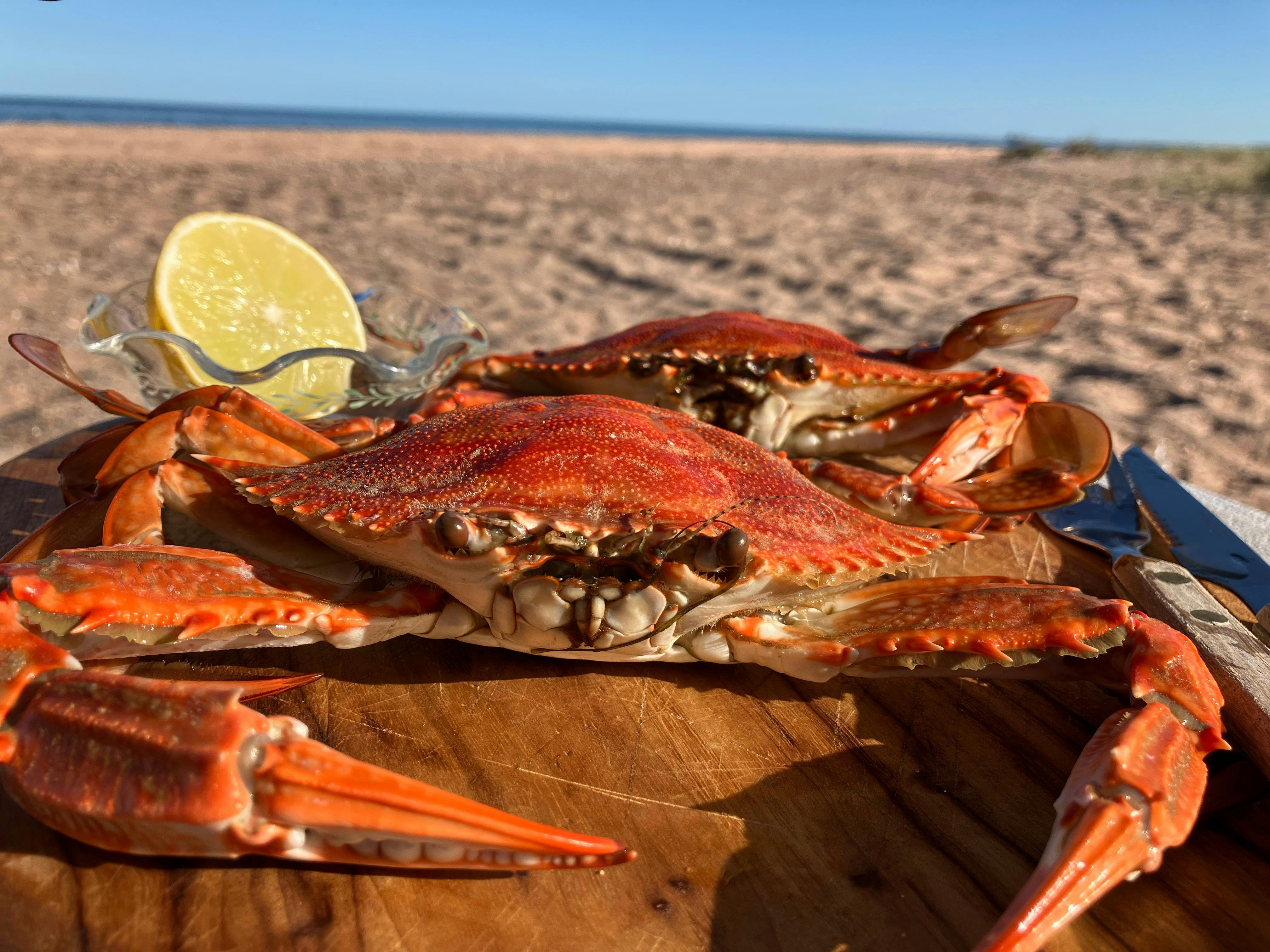 freshly caught crab