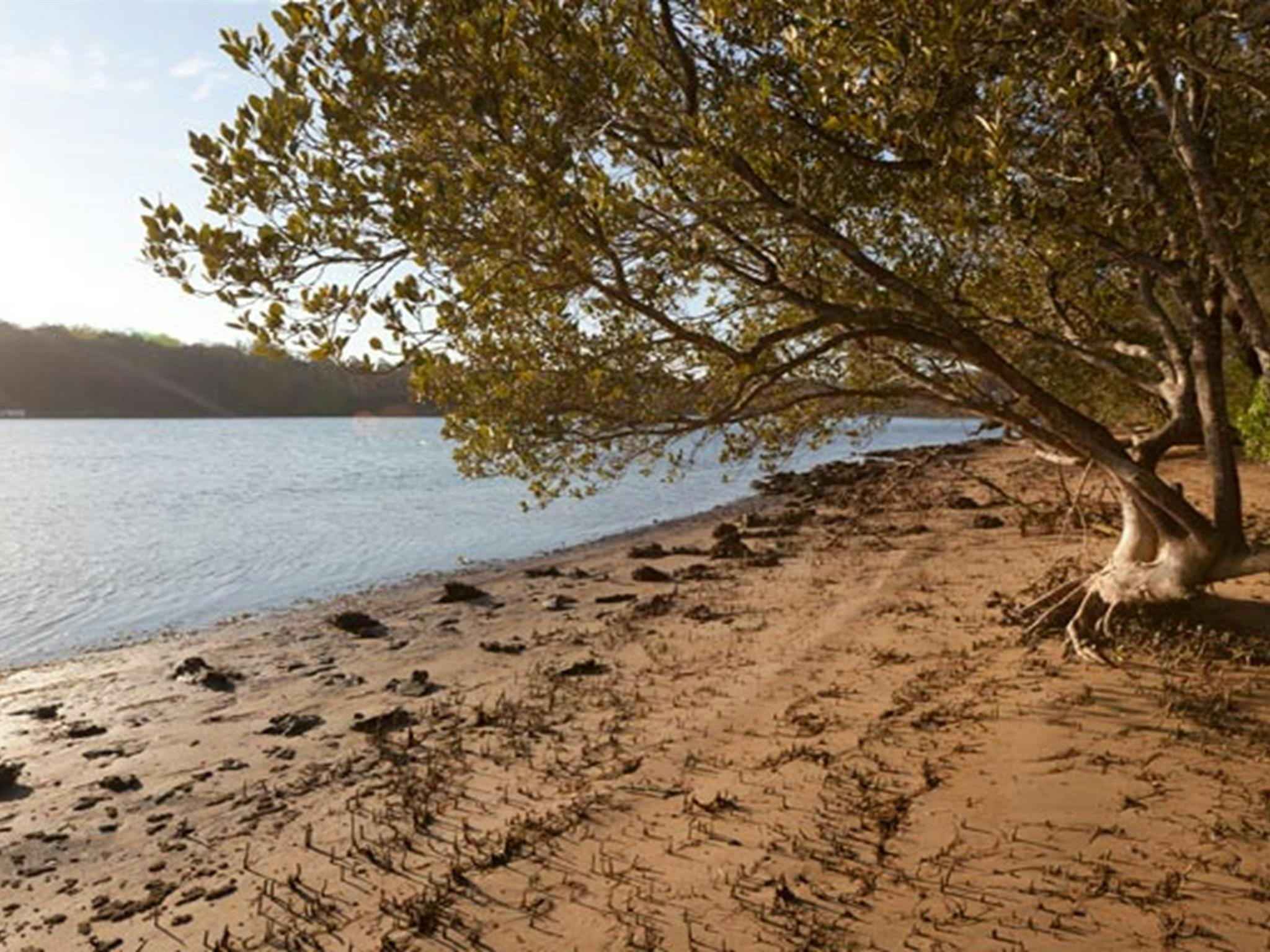 Beach campground shore, Clyde River National Park. Photo: Lucas Boyd/DPIE