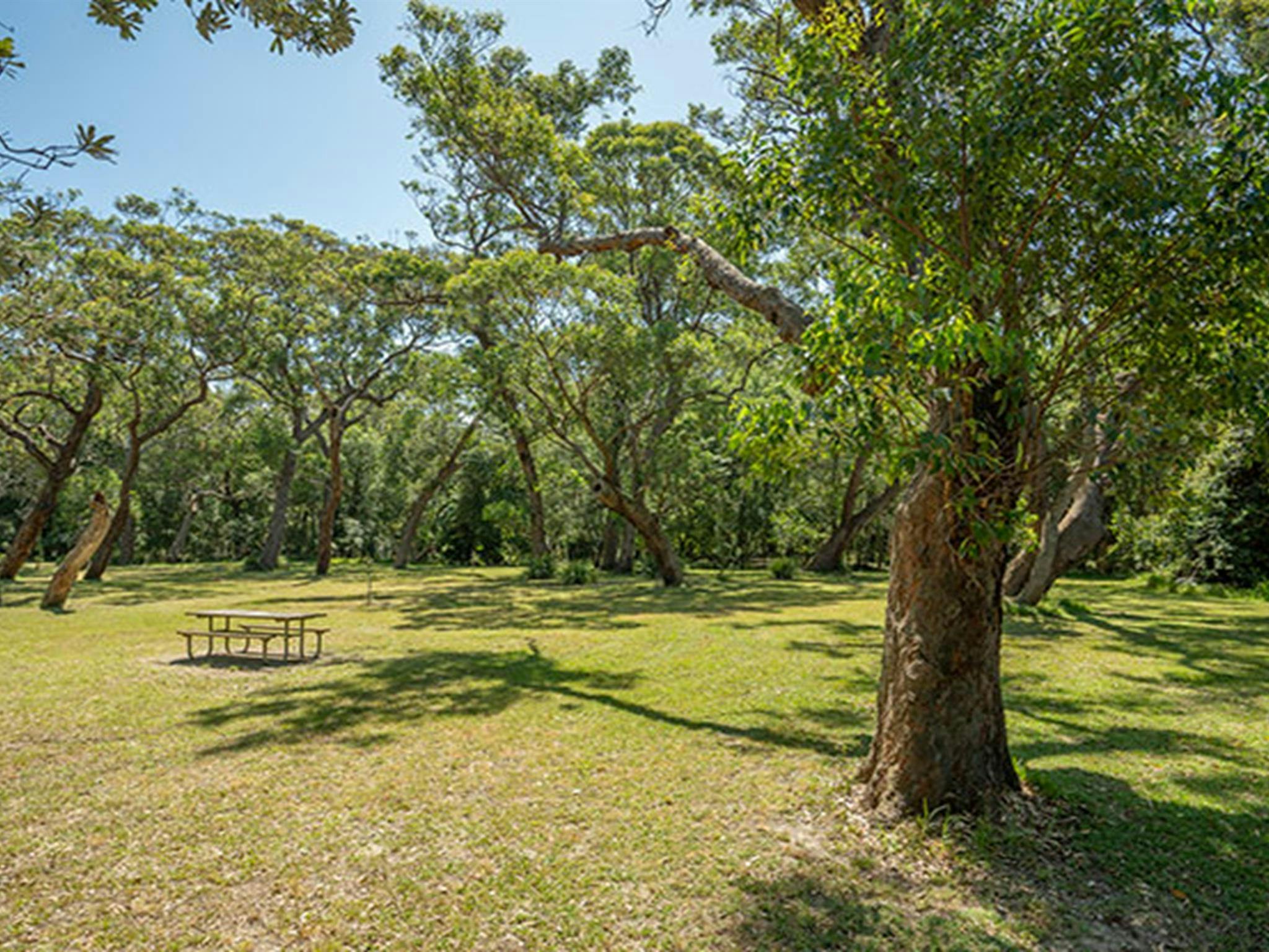 A large grassy clearing with a picnic table at Beach Road picnic area, surrounded by trees in Seven
