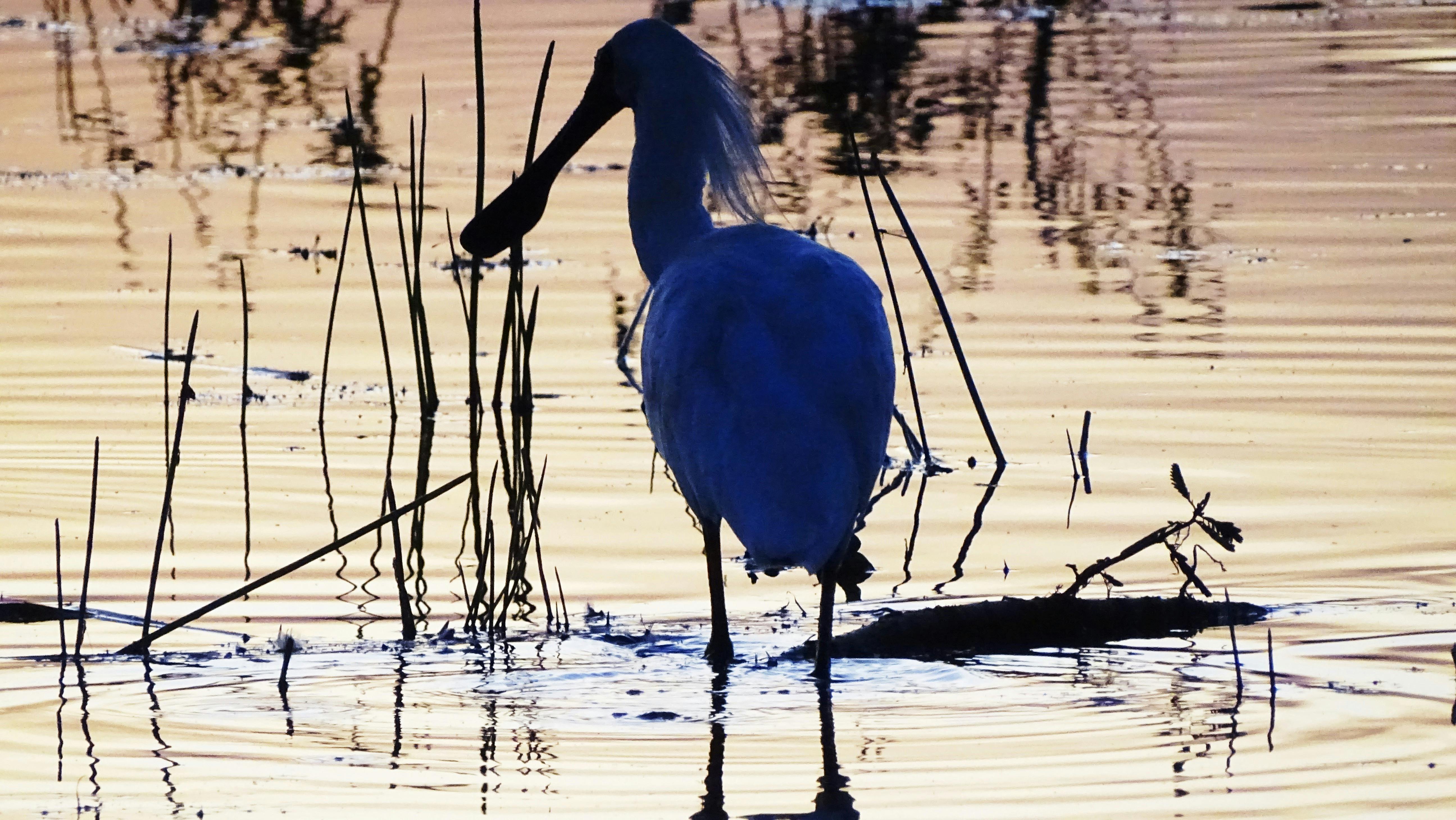 See our resident wildlife on our sunset cruise
