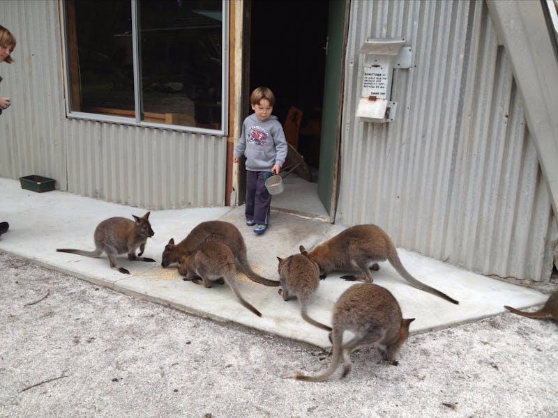 Feeding the Wallabies at the Patriarchs Wildlife Sanctuary