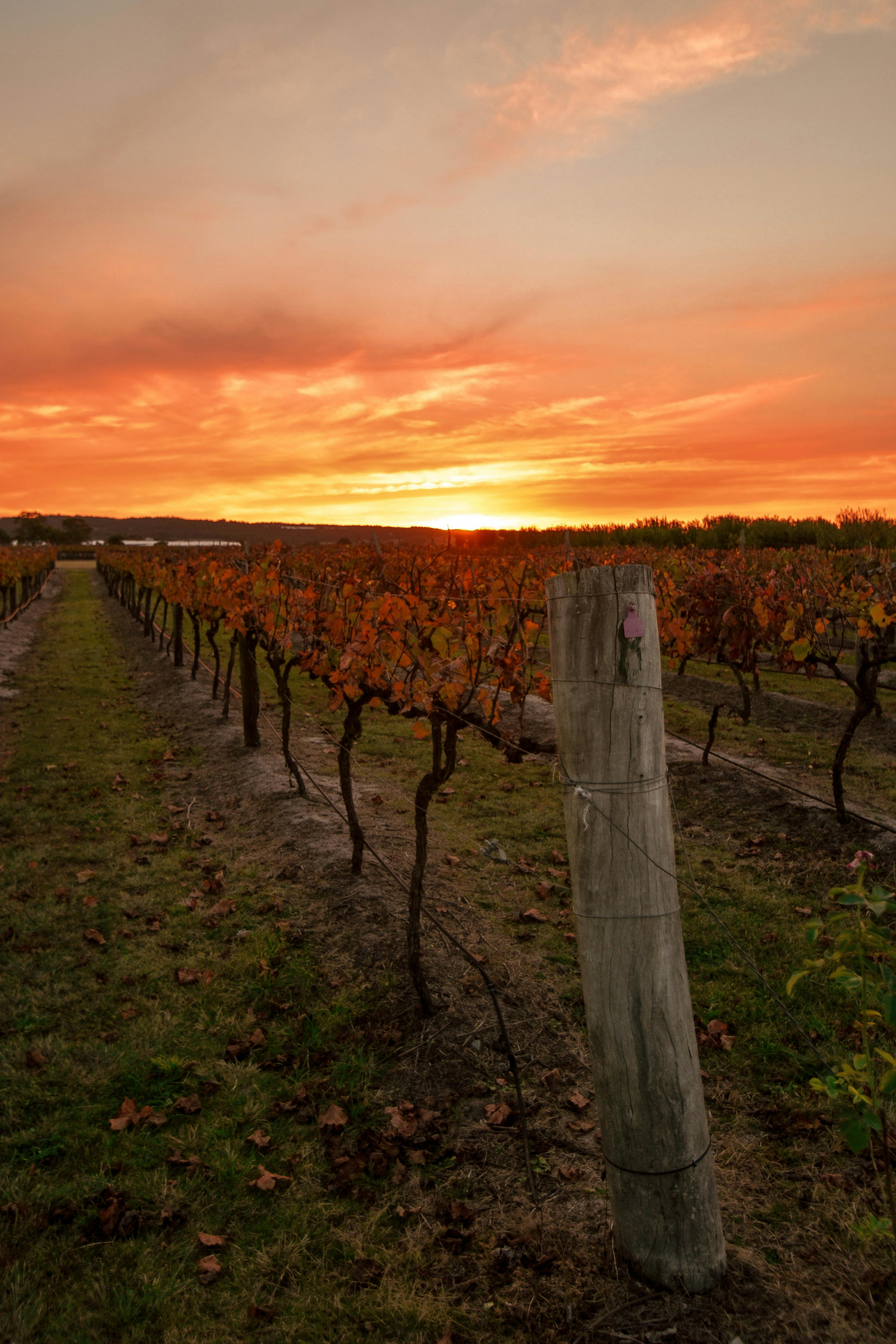 Vines at Sunset