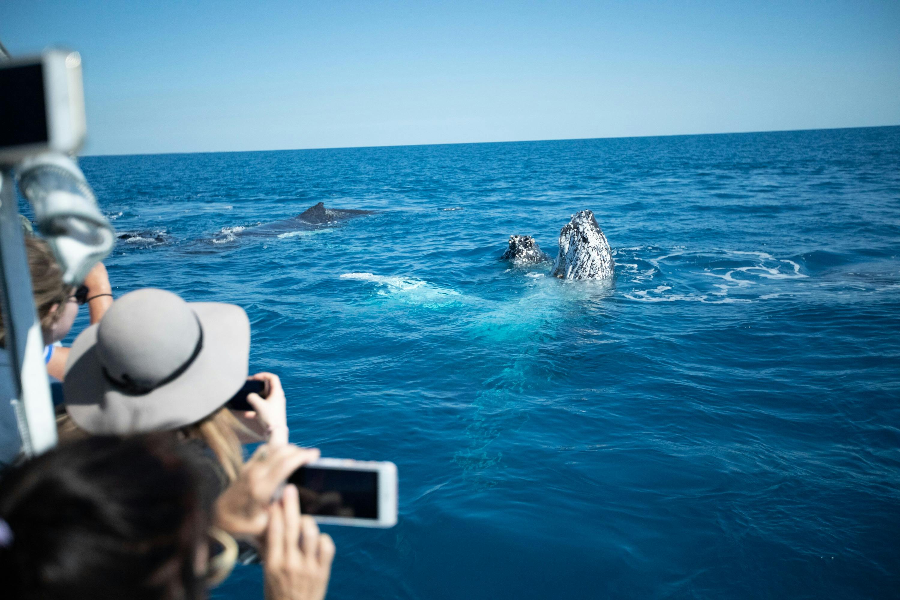 Pacific Whale Foundation Eco Adventures Australia