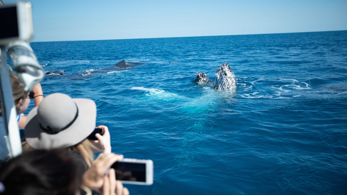 Pacific Whale Foundation Eco Adventures Australia