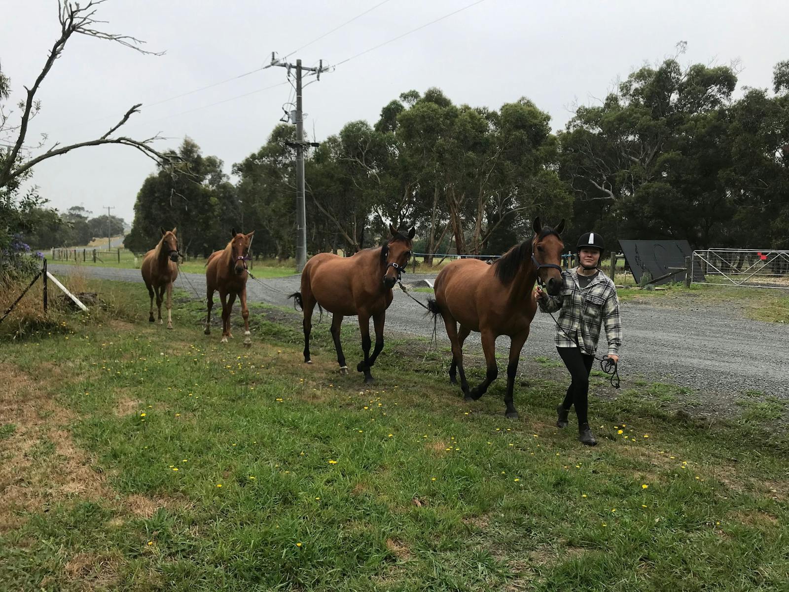 10 beautiful horses