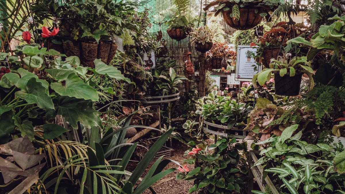 Plants and Gift