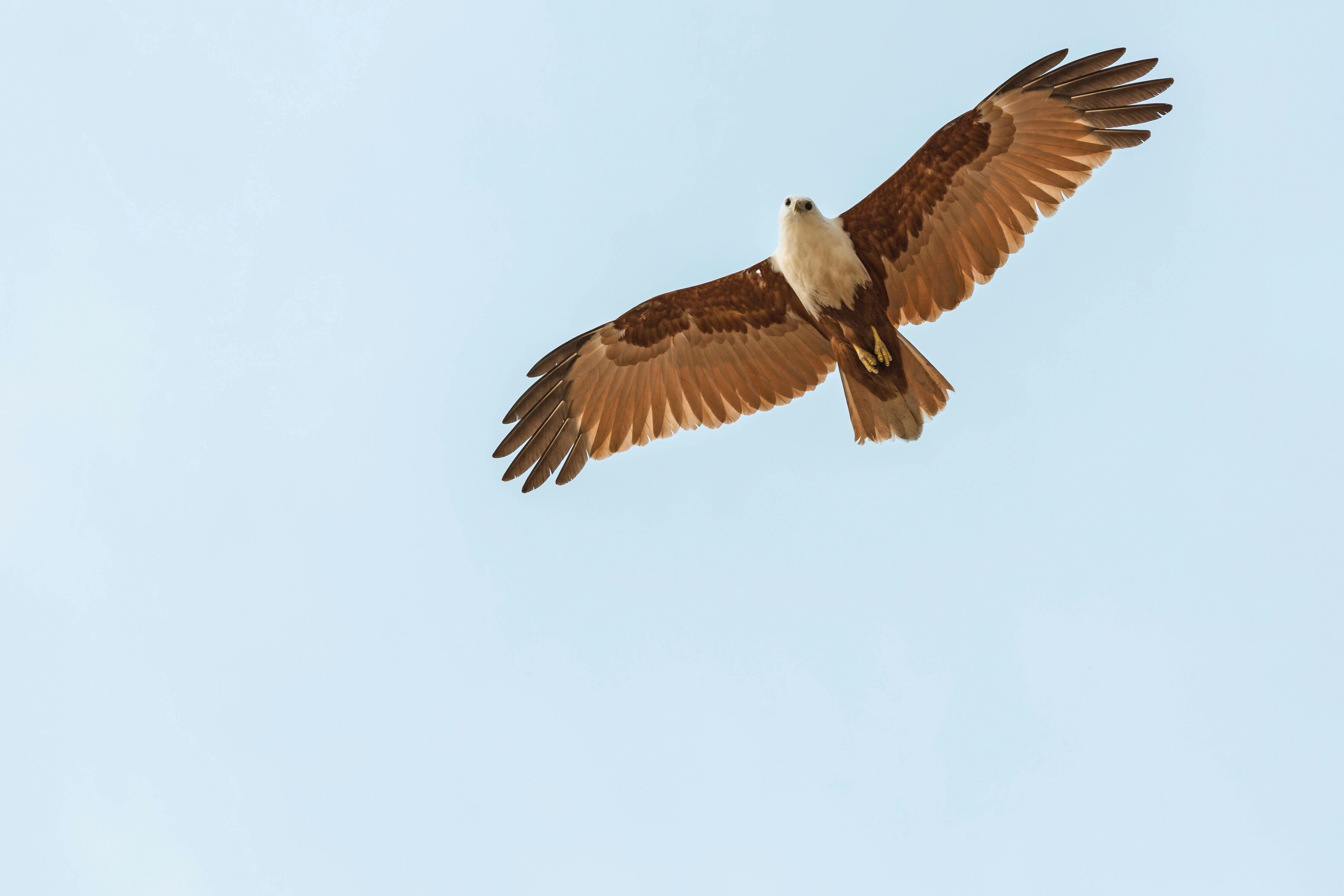 Brahminy kite soaring through the sky