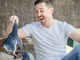 Man smiles excitedly while hand feeding a Little Penguin a fish